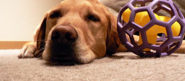 Pet Stain and Odor Removal San Carlos, CA