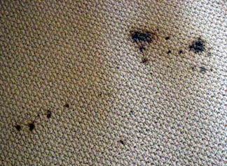 Spot & Stain Removal San Carlos