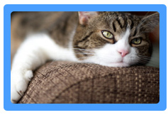 Upholstery Cleaning San Carlos